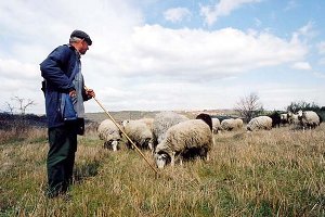 A agricultura e a pecuária são as principais actividades económicas dos habitantes da freguesia de Bouçoães.